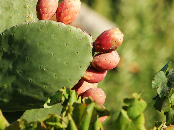 Φραγκόσυκο