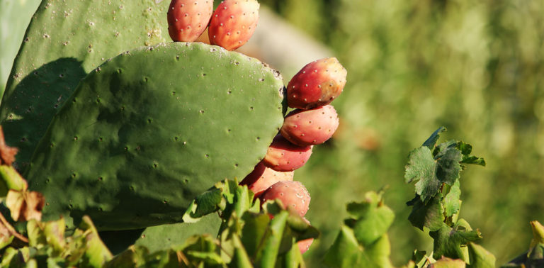 Φραγκόσυκο