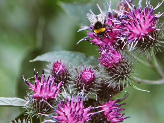 Γαϊδουράγκαθο