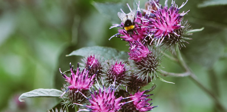 Γαϊδουράγκαθο