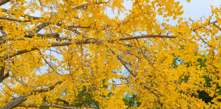 Ginkgo Biloba