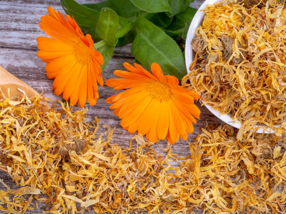 Καλέντουλα