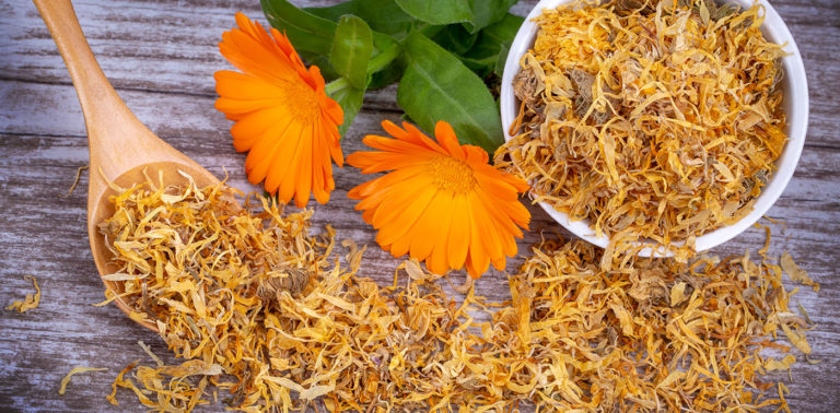 Καλέντουλα