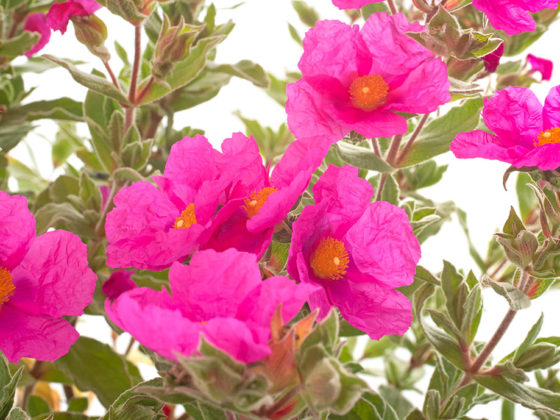 Λαδανιά ή Κίστος