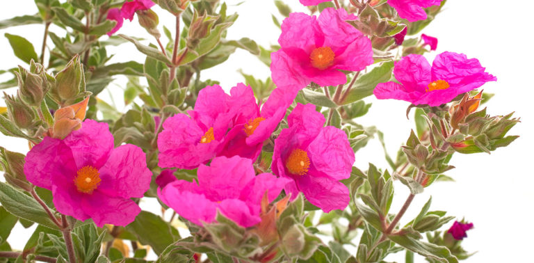 Λαδανιά ή Κίστος