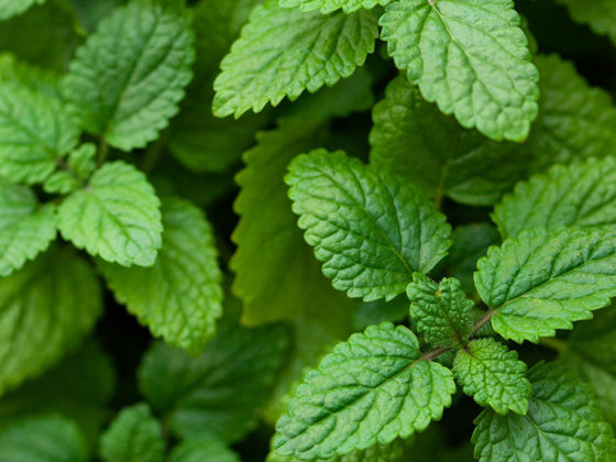 Μελισσόχορτο