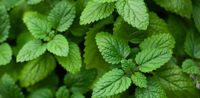 Μελισσόχορτο