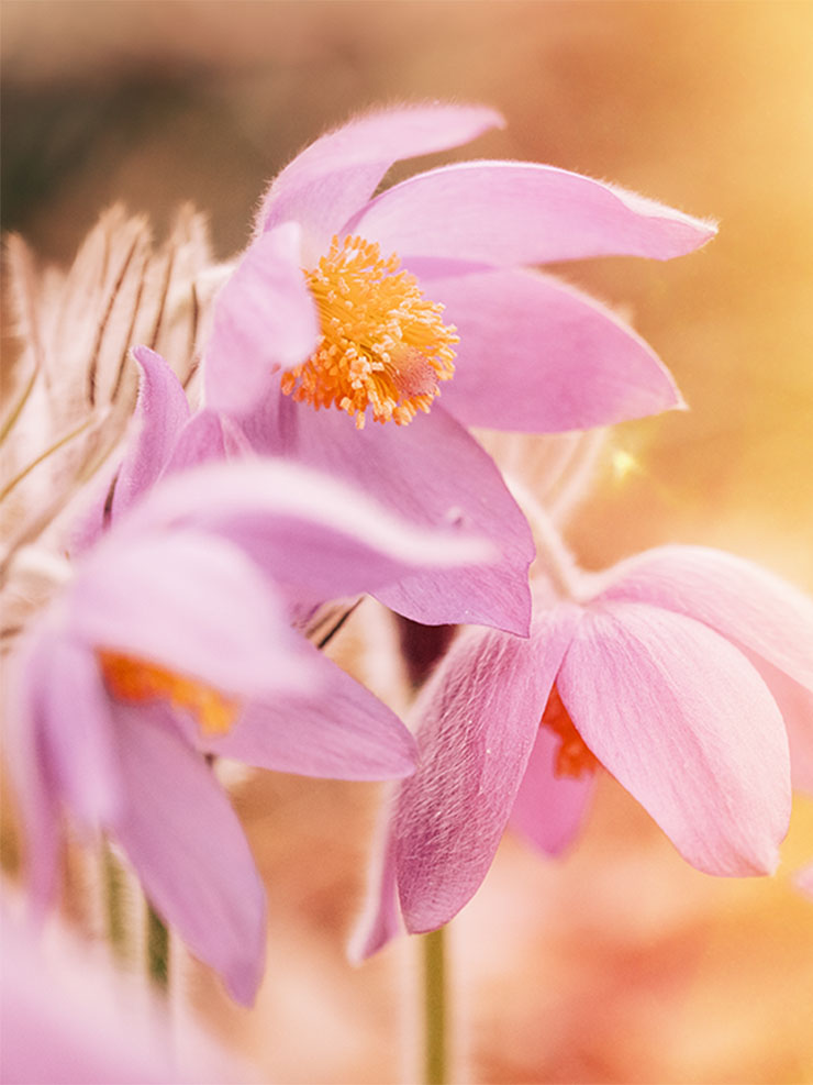 Υγεία, Ευεξία, εναλλακτική ιατρική, ολιστική ιατρική, θετική ενέργεια