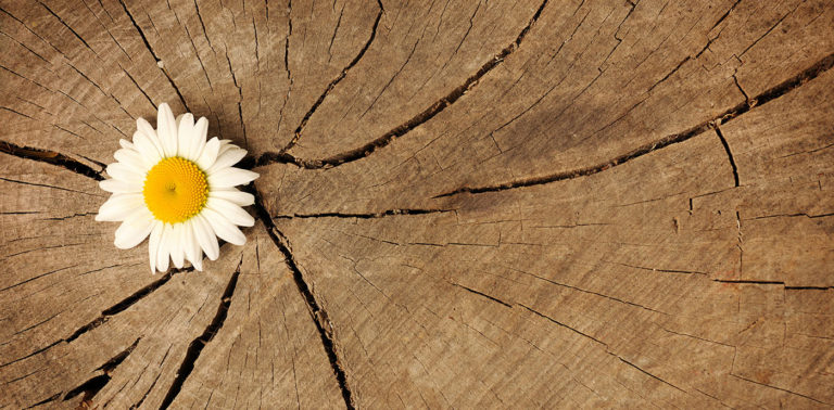 Η Δύναμη της Συγχώρεσης