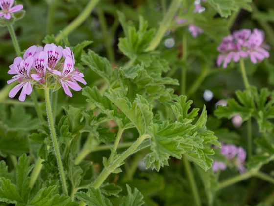Αρμπαρόριζα