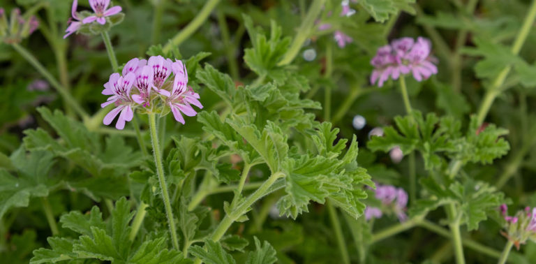 Αρμπαρόριζα