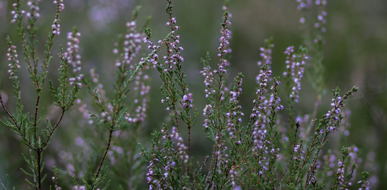 Δεντρολίβανο