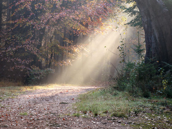 Όταν η ψυχή δείχνει το δρόμο