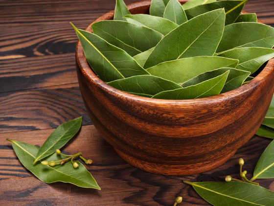 Ευκάλυπτος