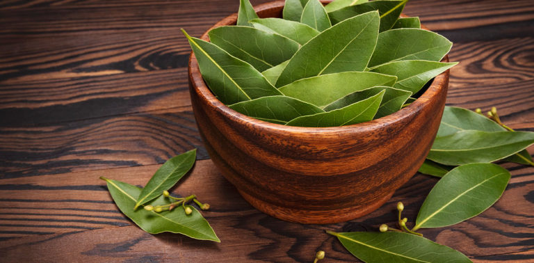 Ευκάλυπτος