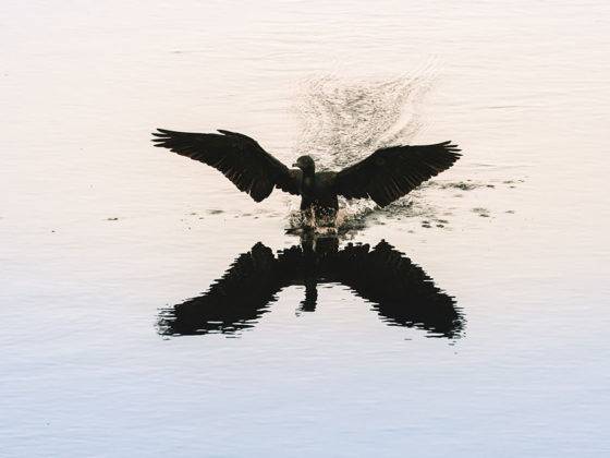 Η ψευδαίσθηση της ελευθερίας