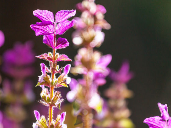 Ιεροβότανο