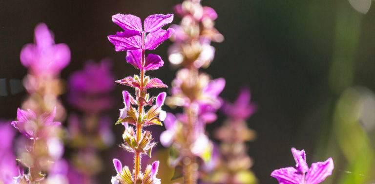 Ιεροβότανο