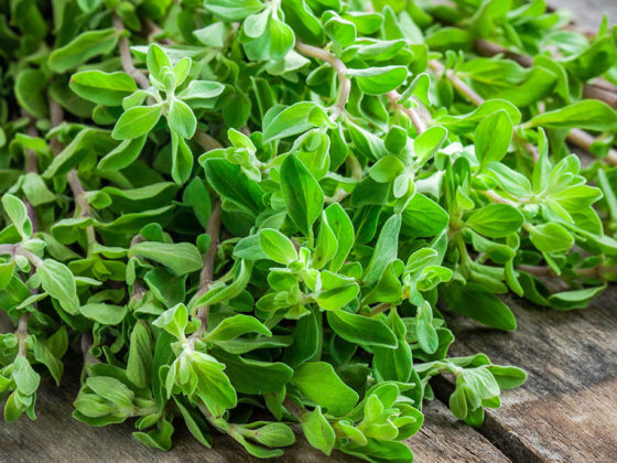 Μαντζουράνα