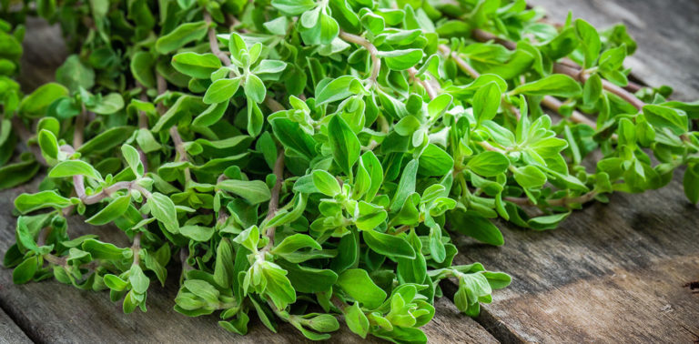 Μαντζουράνα