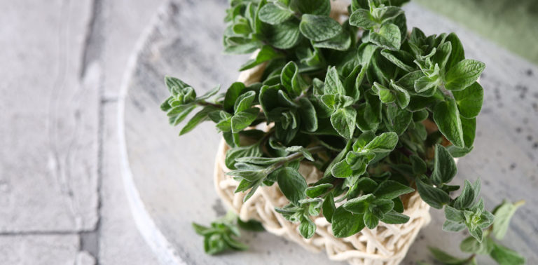 Μαντζουράνα